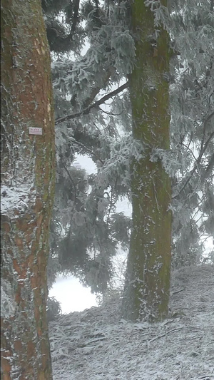 行走在庐山景区树林雪地里的女生冷空气10秒视频