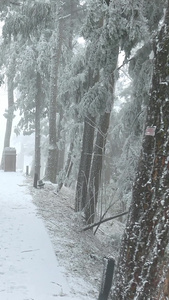 行走在庐山景区树林雪地里的女生冷空气视频