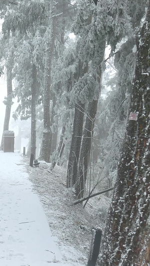 行走在庐山景区树林雪地里的女生冷空气10秒视频