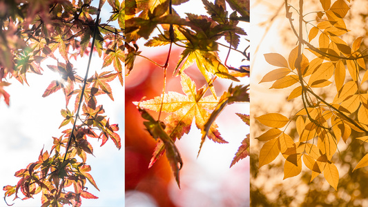 唯美秋季阳光下的黄色树叶红枫视频
