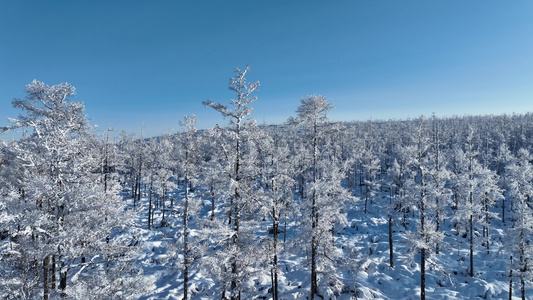 大兴安岭冬季自然风景极寒高山雪松雾凇雪景视频