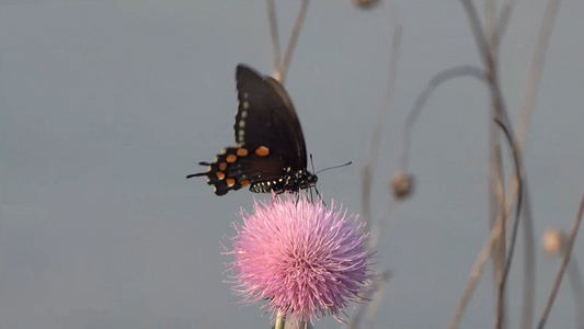美丽的黑色蝴蝶视频