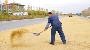 4K农民人工劳力晒粮食丰收秋季节封闭道路晾晒【该视频工作人员无肖像权，请勿商用】63秒视频