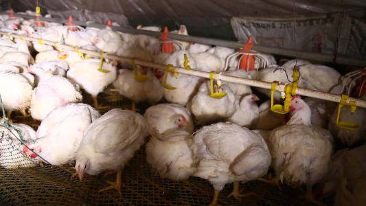 白羽鸡肉鸡养殖视频