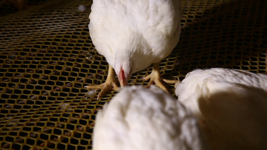 白羽鸡肉鸡养殖视频