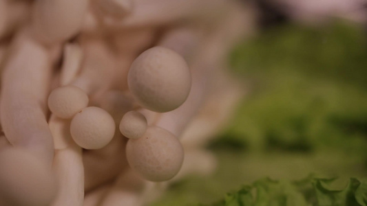 白玉菇白灵菇白蘑菇视频