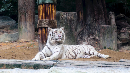 4K实拍虎年动物园野兽白老虎视频