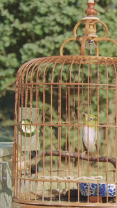鸟笼观赏鸟视频