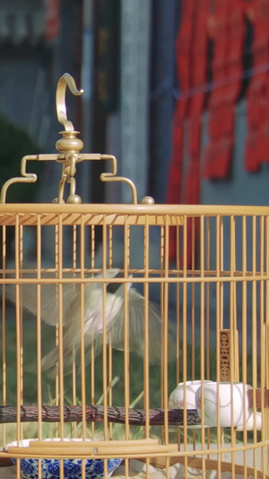 鸟笼观赏鸟31秒视频