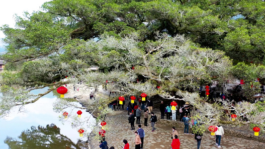 福建厦门长教村云水谣百年古树航拍视频