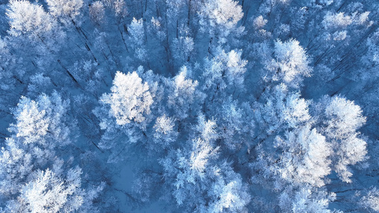 大兴安岭冬季自然风景极寒高山雪松雾凇雪景视频