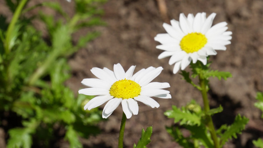 白色雏菊野花小花朵花蕊视频