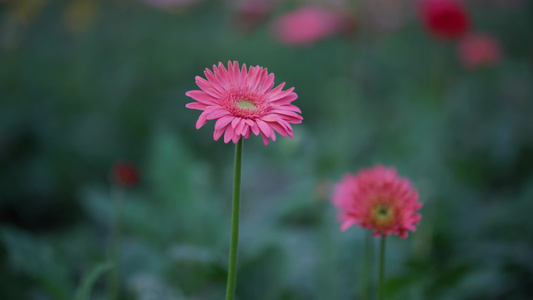 菊花特写视频