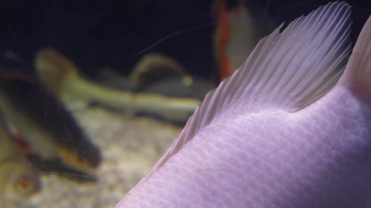 白色观赏鱼白化鹦鹉鱼水族视频