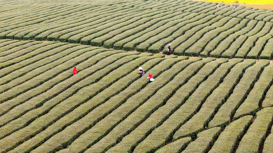 4k 航拍茶园茶坡采茶视频