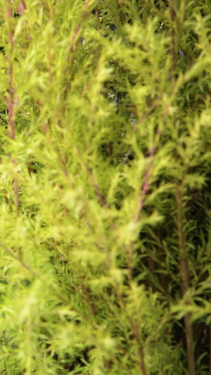 嫩绿的叶子万物复苏43秒视频