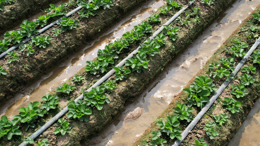 草莓种植航拍视频