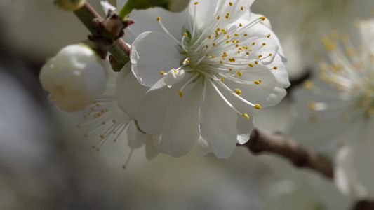 白色花朵花瓣桃花梅花视频