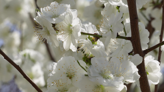 白色花朵花瓣桃花梅花视频