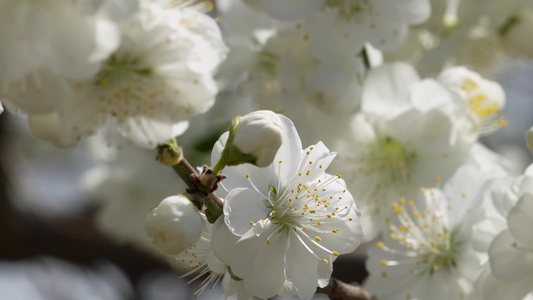 白色花朵花瓣桃花梅花视频