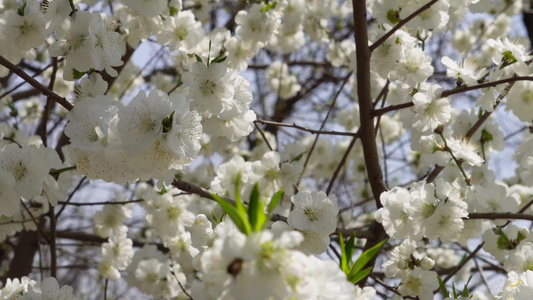 白色花朵花瓣桃花梅花视频