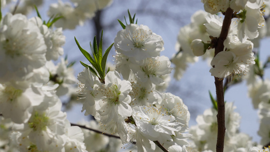 白色花朵花瓣桃花梅花视频