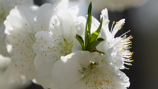 白色花朵花瓣桃花梅花视频