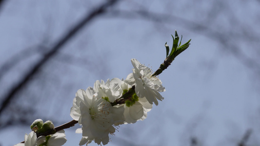 白色花朵花瓣桃花梅花视频