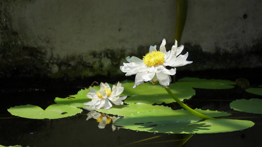 白色莲花荷花视频