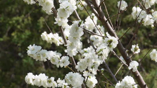 白色梅花腊梅鲜花花朵视频