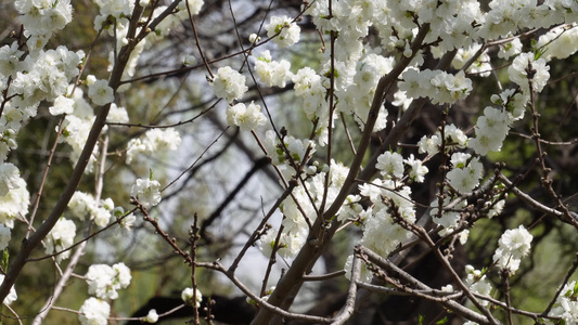 白色梅花腊梅鲜花花朵视频