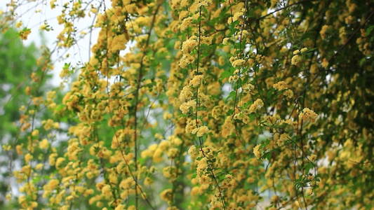 春天绚丽绽放的木香花视频