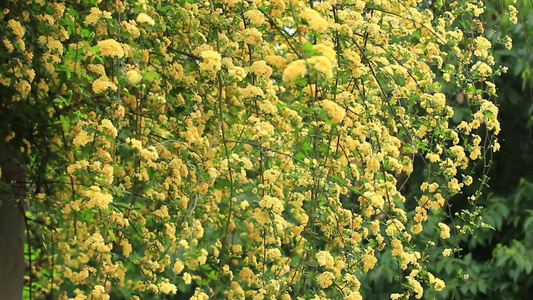 春天绚丽绽放的木香花视频