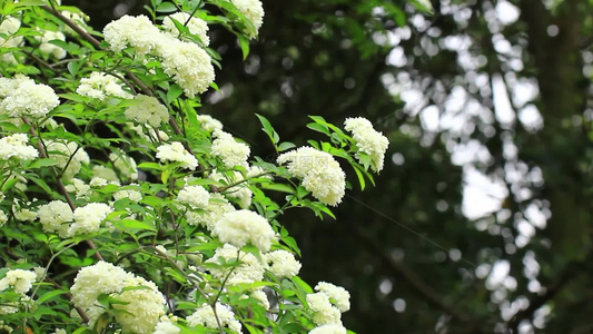 春天绚丽绽放的木香花视频