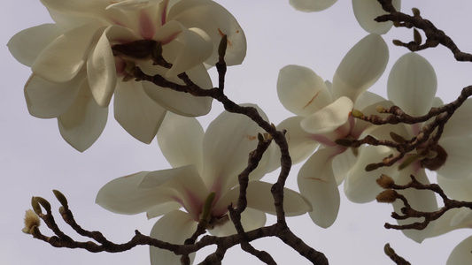 白色玉兰花鲜花花朵视频