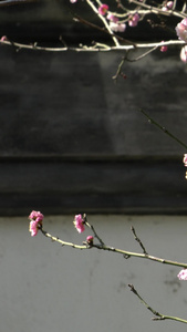 阳光下粉红色的梅花香雪海视频