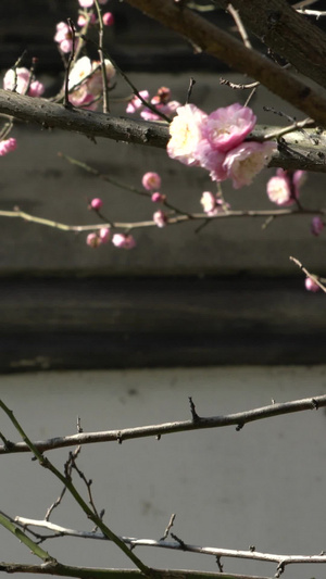 阳光下粉红色的梅花香雪海18秒视频