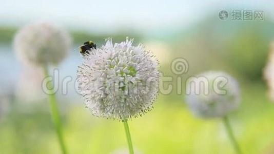 一朵花上的蜜蜂视频