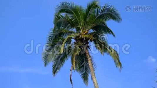蓝天背景椰子棕榈树的顶端视频