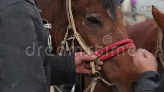 马和骑手视频