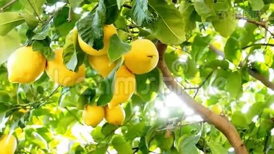 柠檬树和柠檬视频