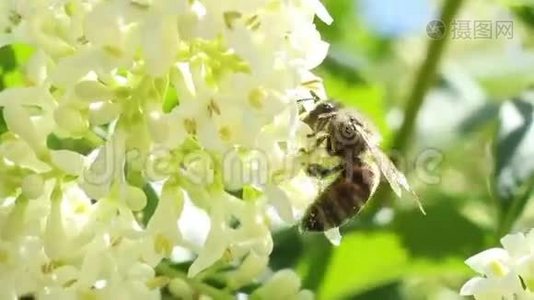 蜜蜂提取花粉视频