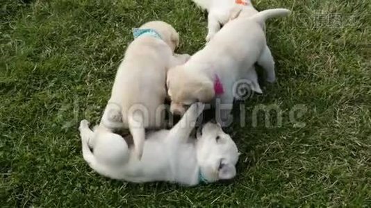 一群可爱的拉布拉多小狗在草地上玩耍视频
