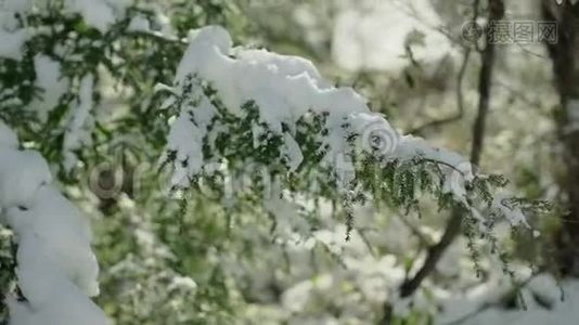 不可辨认的女人用雪触摸着常绿树的枝条。视频