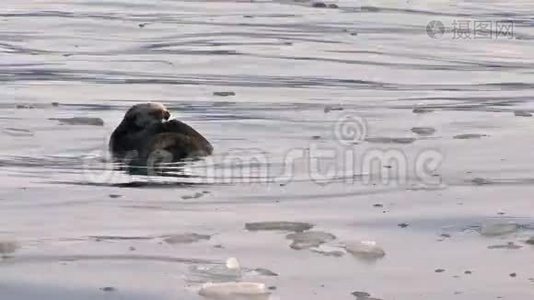 海獭在冰冷的水中打扮自己视频