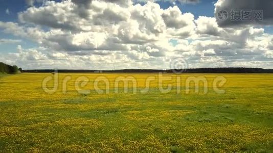 夏季天空下蒲公英草地上空的空中运动视频