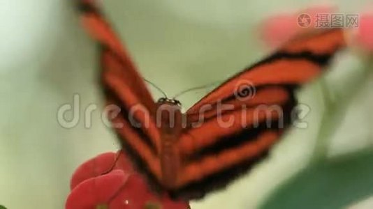 蝴蝶视频