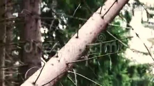 林业工人在森林里砍伐树木。视频