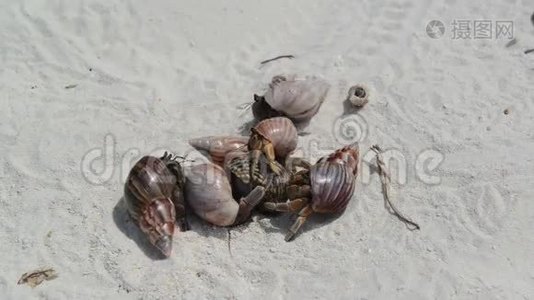 海滩上的隐蟹视频