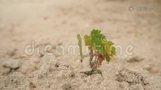 在干砂土壤上生长的小型植物。 4K.视频